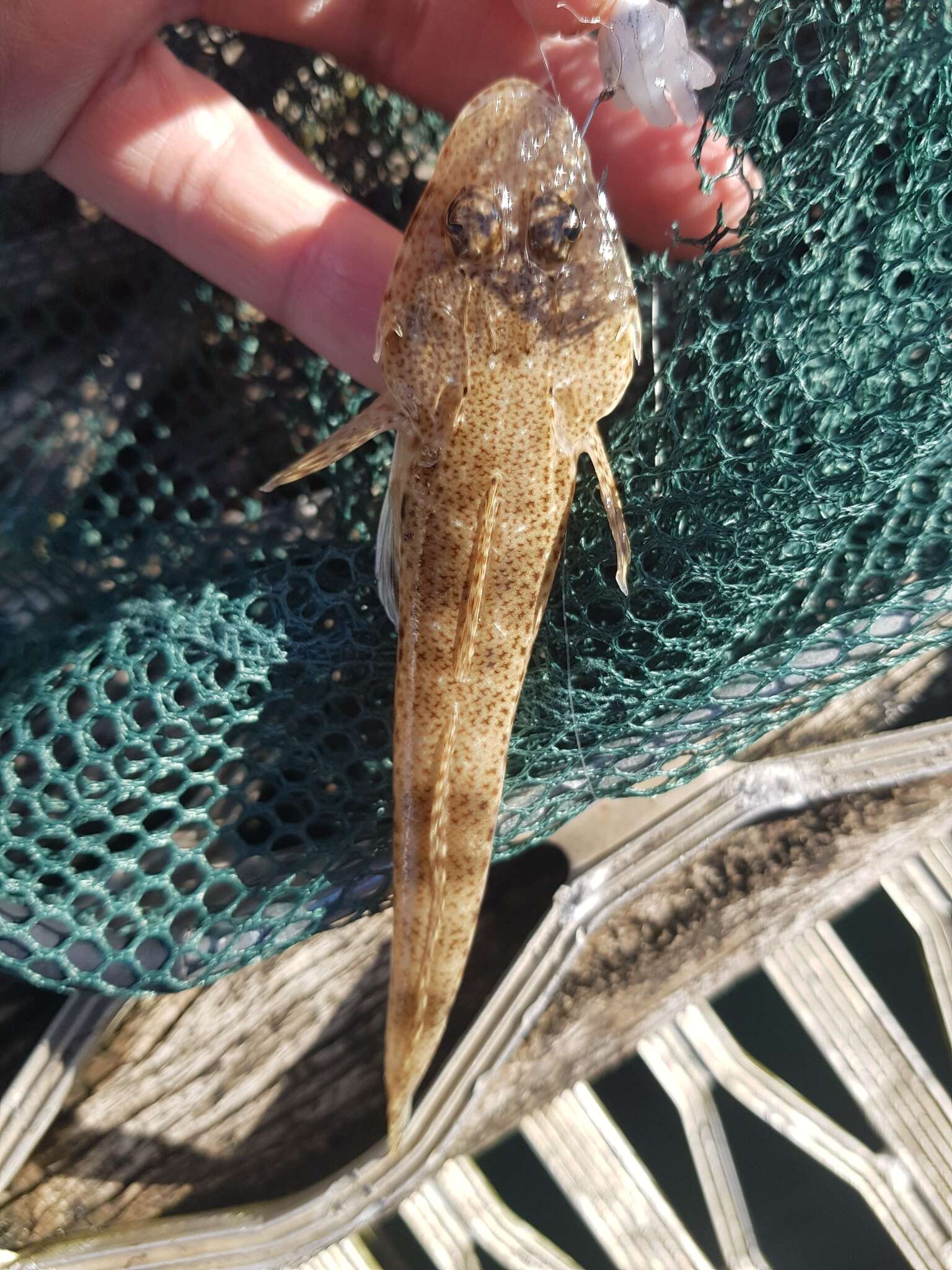 Image of Bass flathead