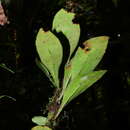 Image of treetrunk fern