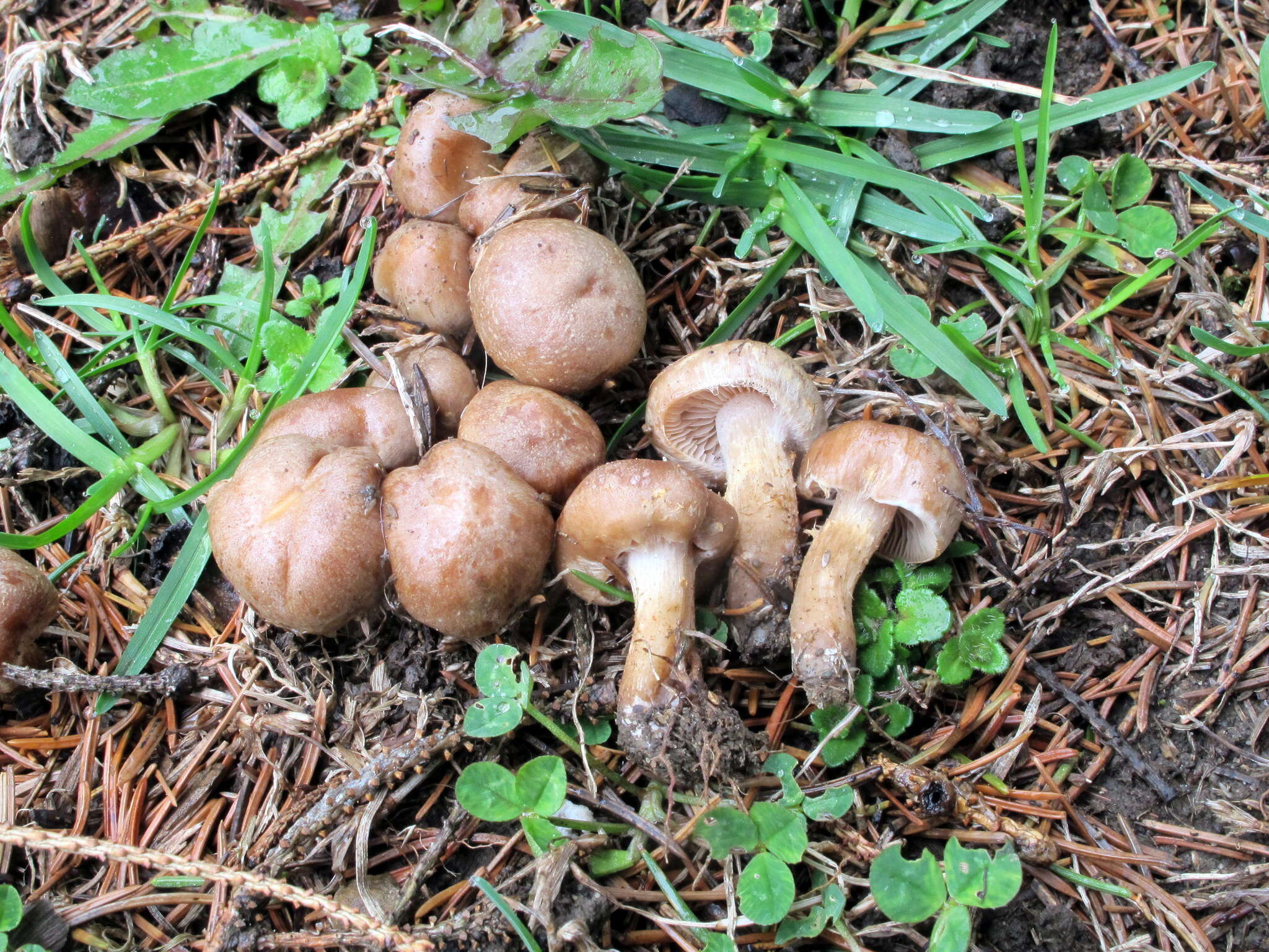 Image of Hebeloma excedens (Peck) Sacc. 1887