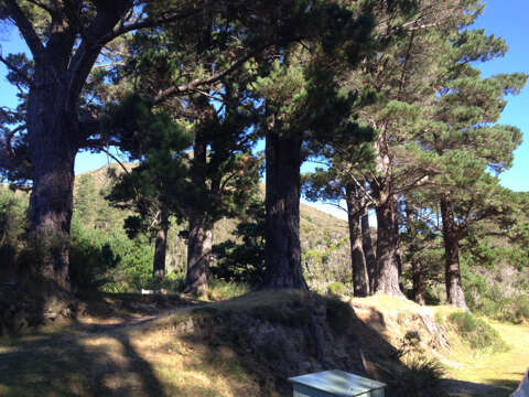 Image of Cedros Island Pine