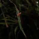 Image de Lepanthes pseudomucronata L. Jost & Luer