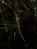 Image de Lepanthes pseudomucronata L. Jost & Luer