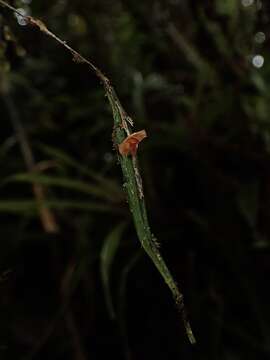 Image of Lepanthes pseudomucronata L. Jost & Luer