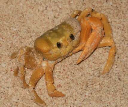 Image of Golden ghost crab