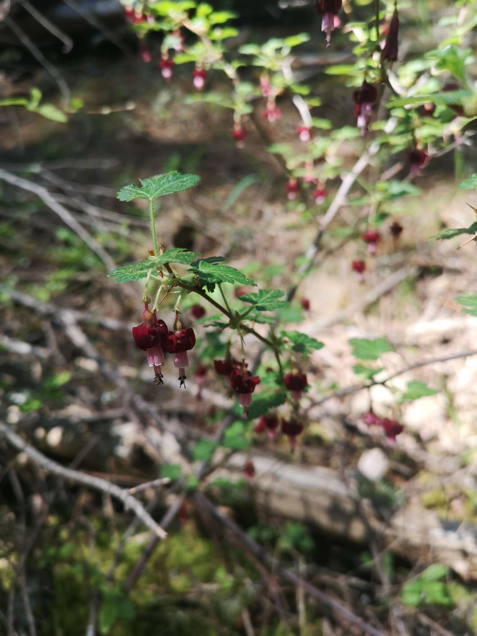 Plancia ëd Ribes lobbii A. Gray