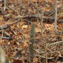 Image of <i>Acanthocereus oaxacensis</i>