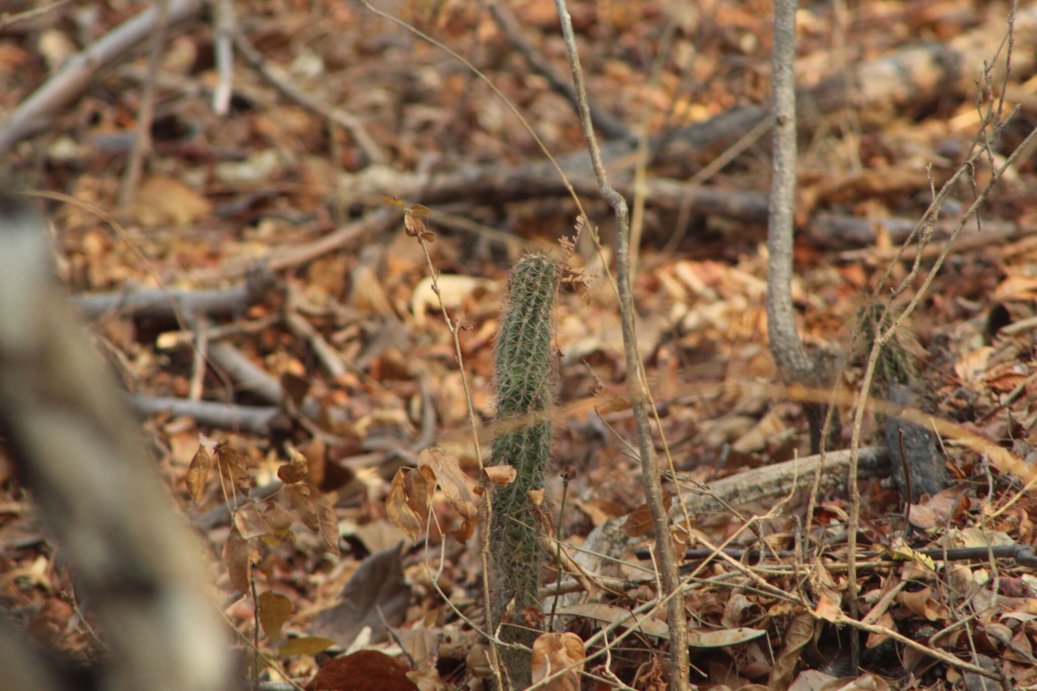 Image of <i>Acanthocereus oaxacensis</i>