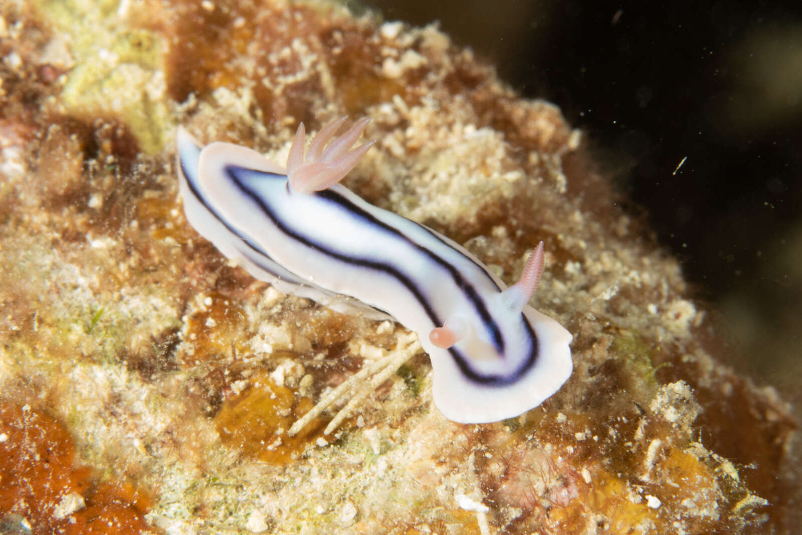 Image de Chromodoris lochi Rudman 1982