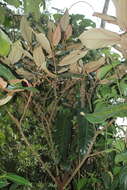 Image of Miconia bubalina (D. Don) Naud.