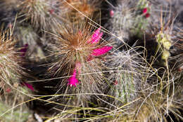 Image of Cleistocactus hyalacanthus subsp. tarijensis (Cárdenas) Mottram