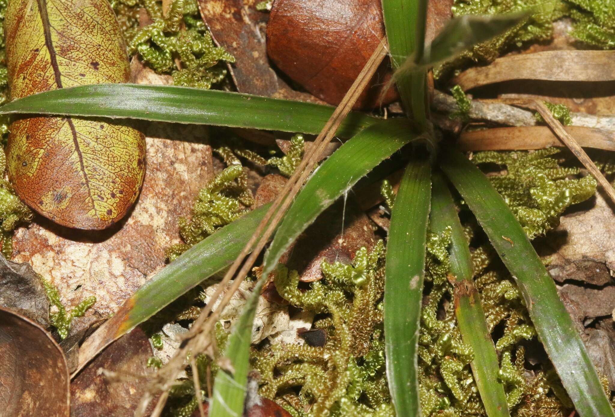 Imagem de Luzula hawaiiensis Buch.