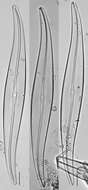 Image of Gyrosigma acuminatum