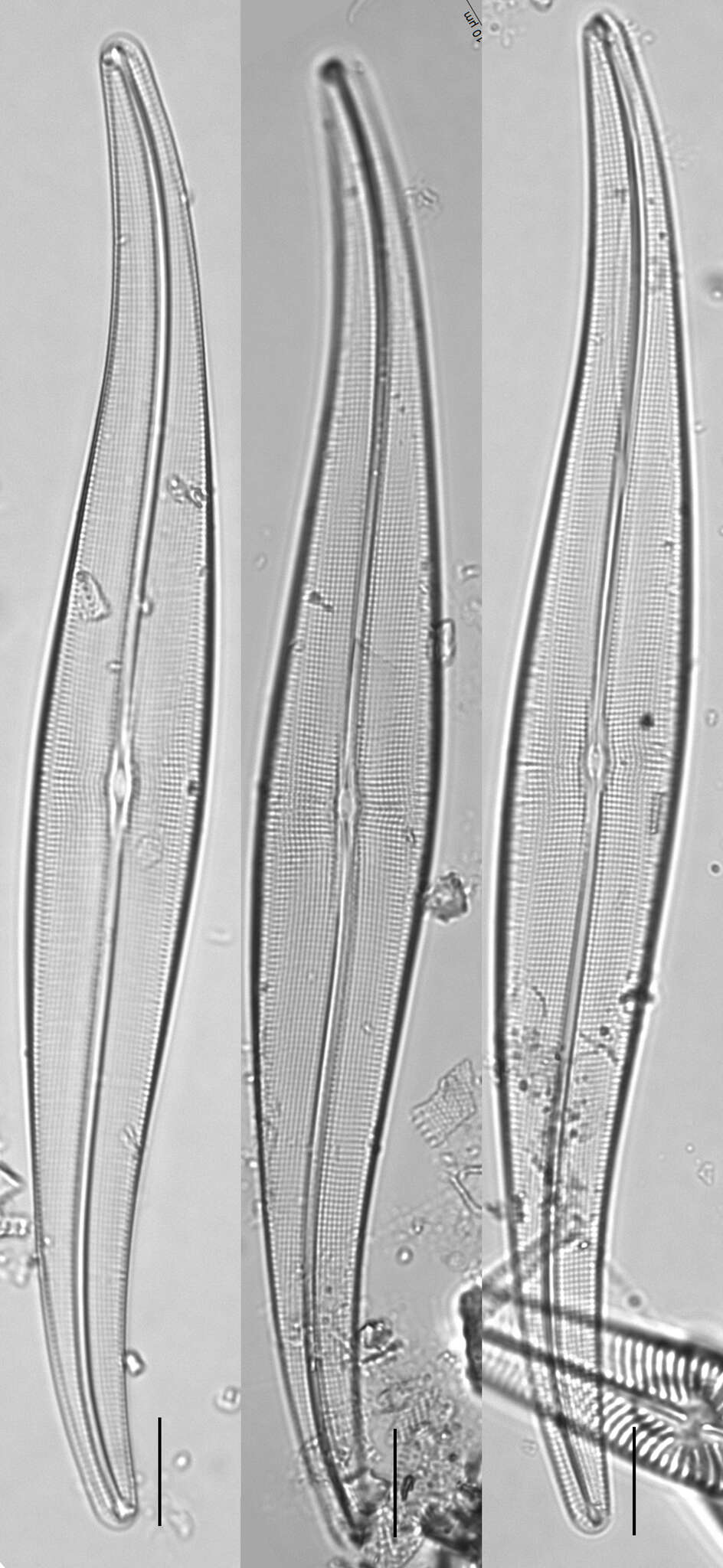 Слика од Gyrosigma acuminatum