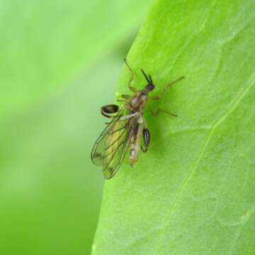 Image of Canthyloscelis