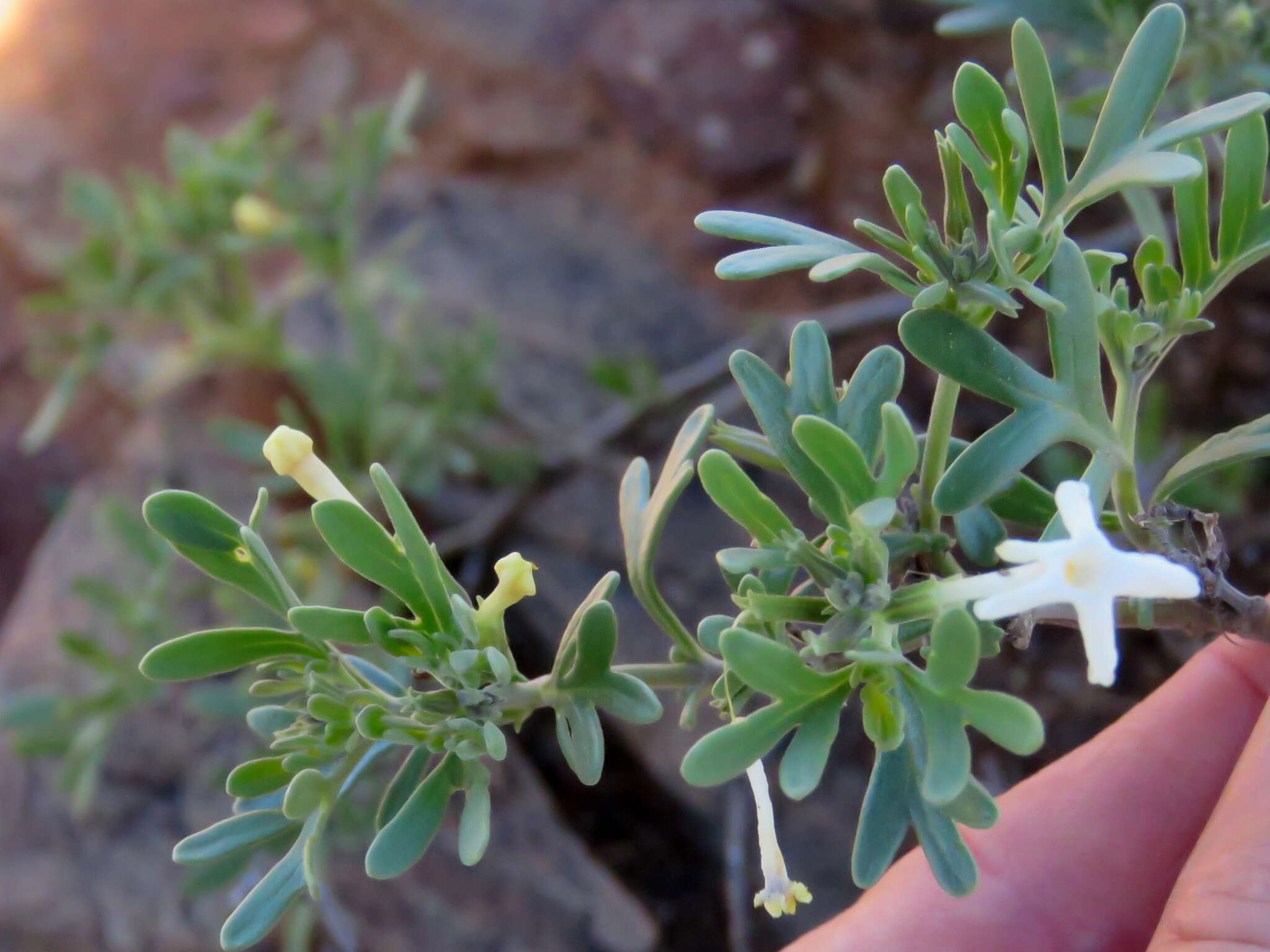 Plancia ëd Chascanum pinnatifidum (L. fil.) E. Mey.