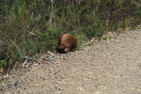 Image of Tasmanian Echidna