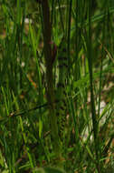 Image of Western Marsh-orchid