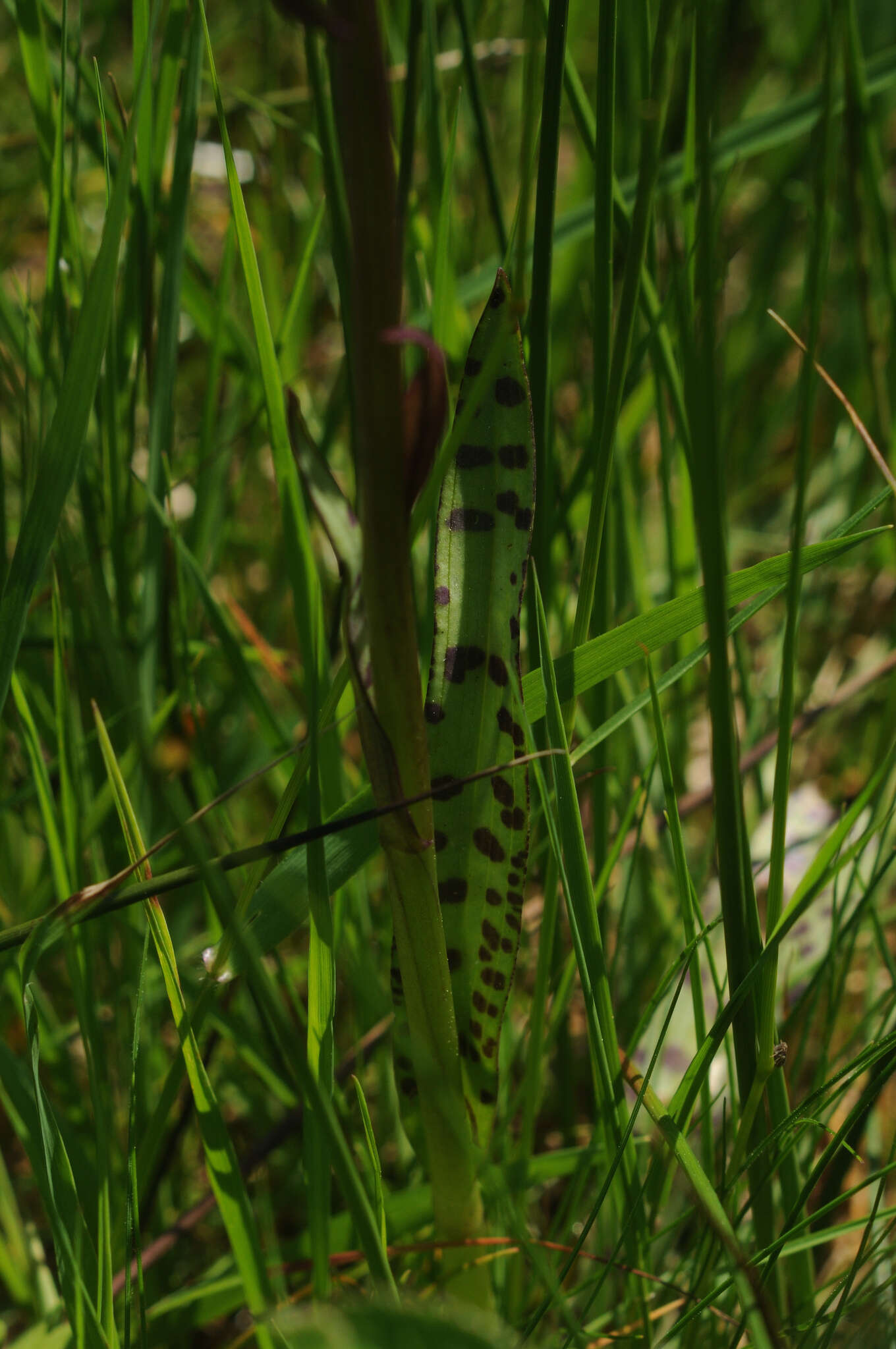 Image of Western Marsh-orchid