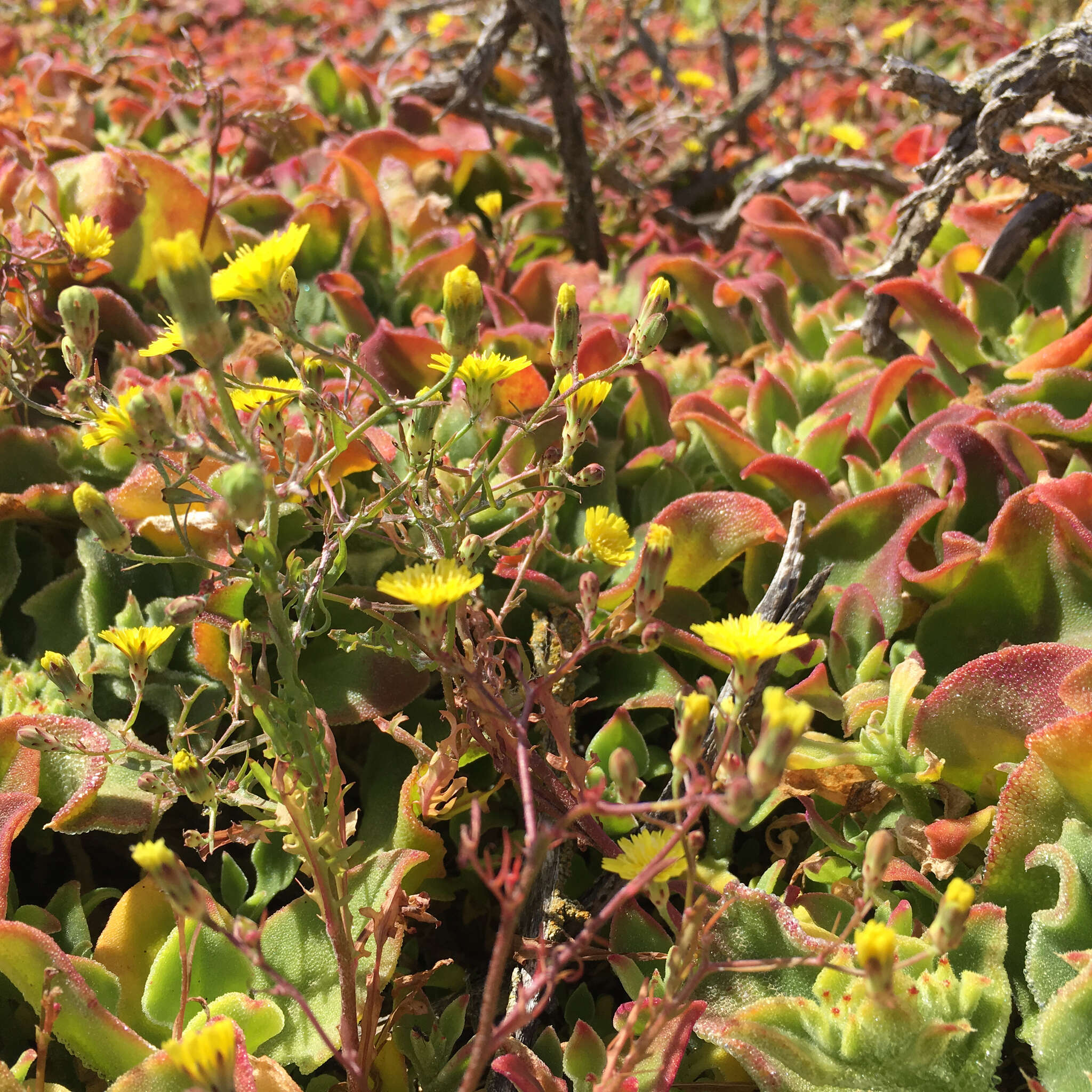 Image of manyhead desertdandelion