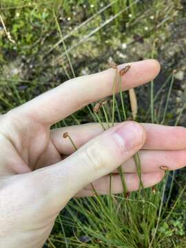 Sivun Fimbristylis nutans (Retz.) Vahl kuva