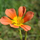 Image of Moraea comptonii (L. Bolus) Goldblatt