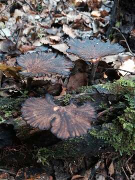 Image de Polyporus nigrocristatus E. Horak & Ryvarden 1984