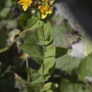 Image of Hypericum bithynicum Boiss.