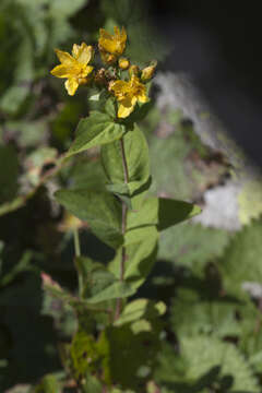 Image of Hypericum bithynicum Boiss.