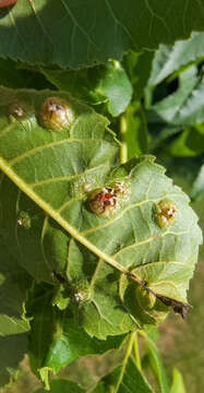 Image of Phylloxera russellae Stoetzel 1981