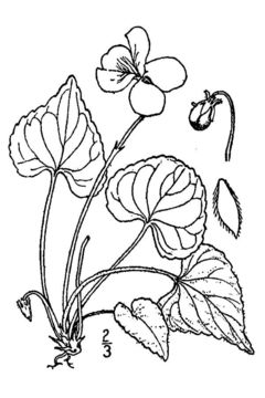 Image of northern woodland violet