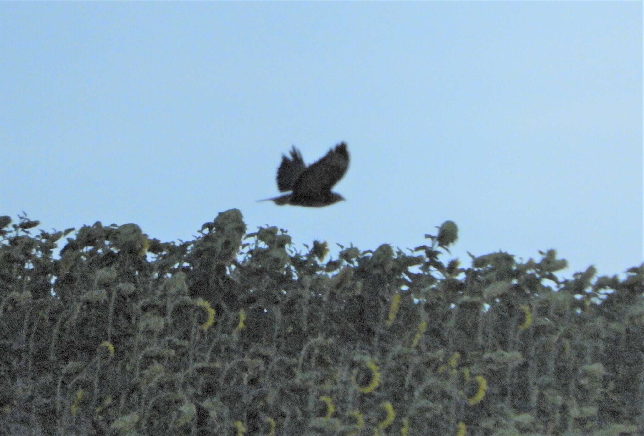 Image of Buteo buteo buteo (Linnaeus 1758)