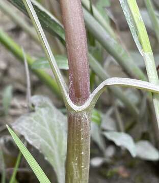 Image of Erythranthe scouleri (Hook.) G. L. Nesom