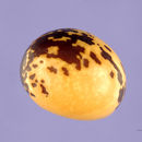 Image of bambarra groundnut