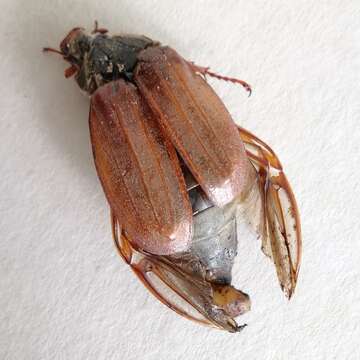 Image of Common cockchafer