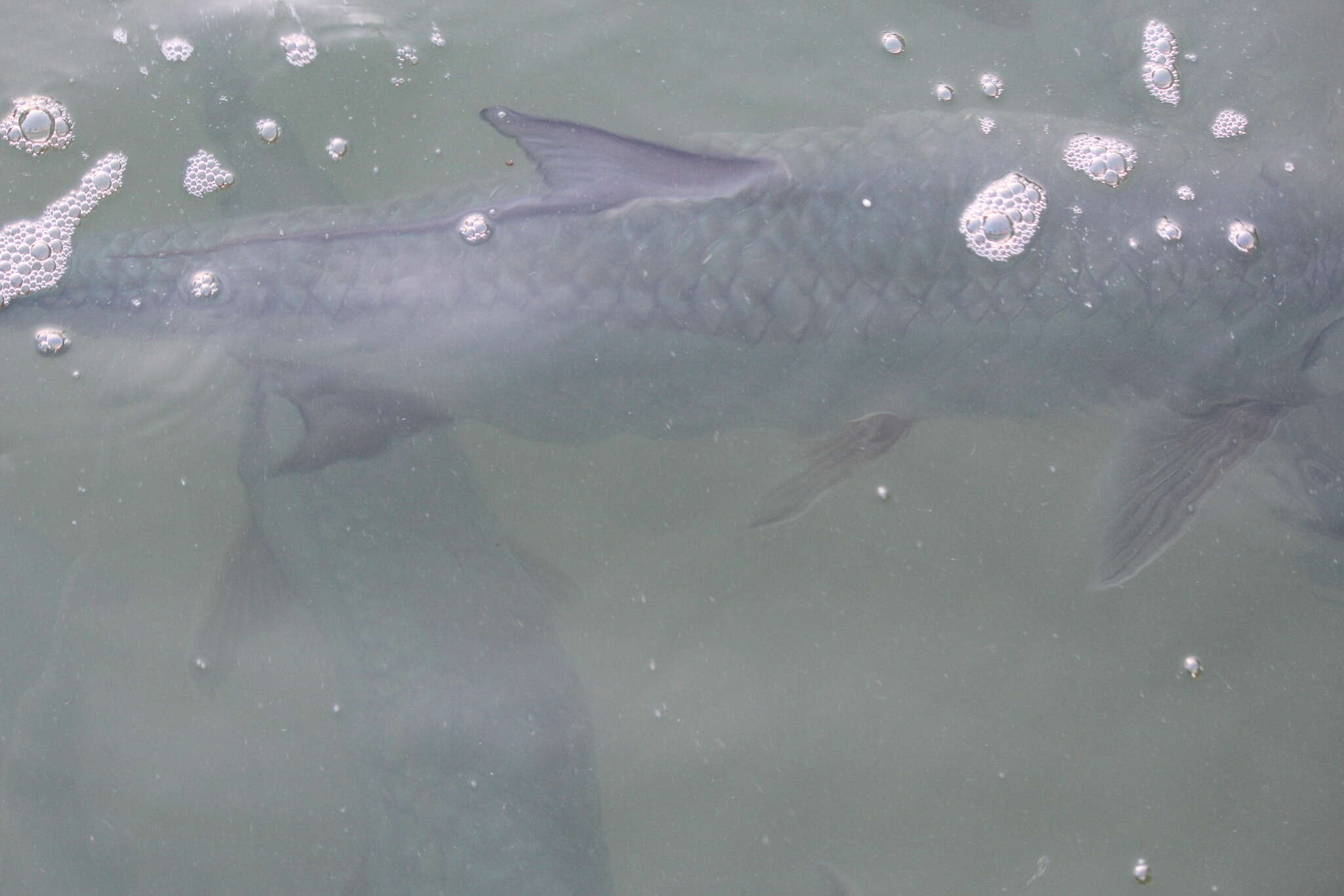 Image of tarpons