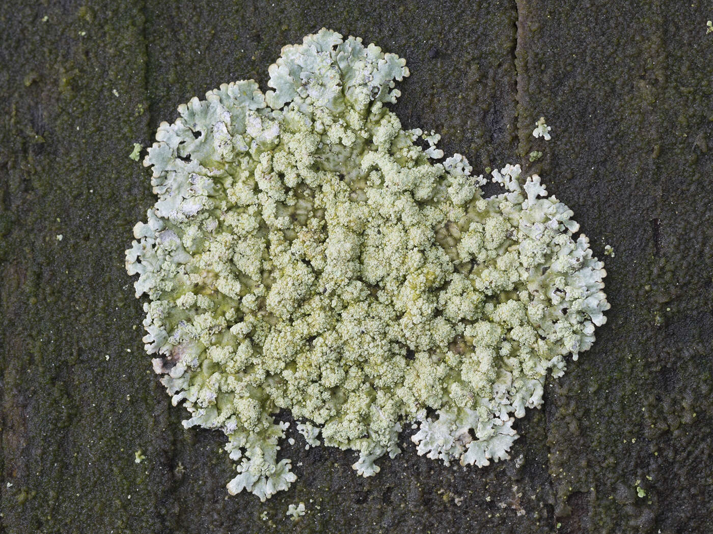 Image of bran lichen