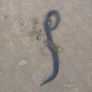 Image of Lasalle's Ground Snake