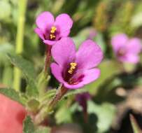 Image of Congdon's Monkey-Flower