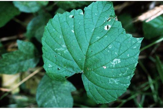 Image of Vitis vulpina L.
