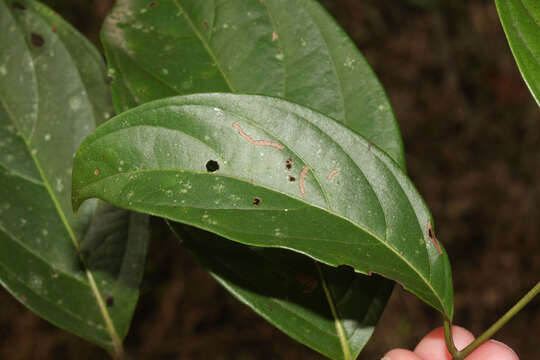 Image of Cordia lucidula I. M. Johnst.