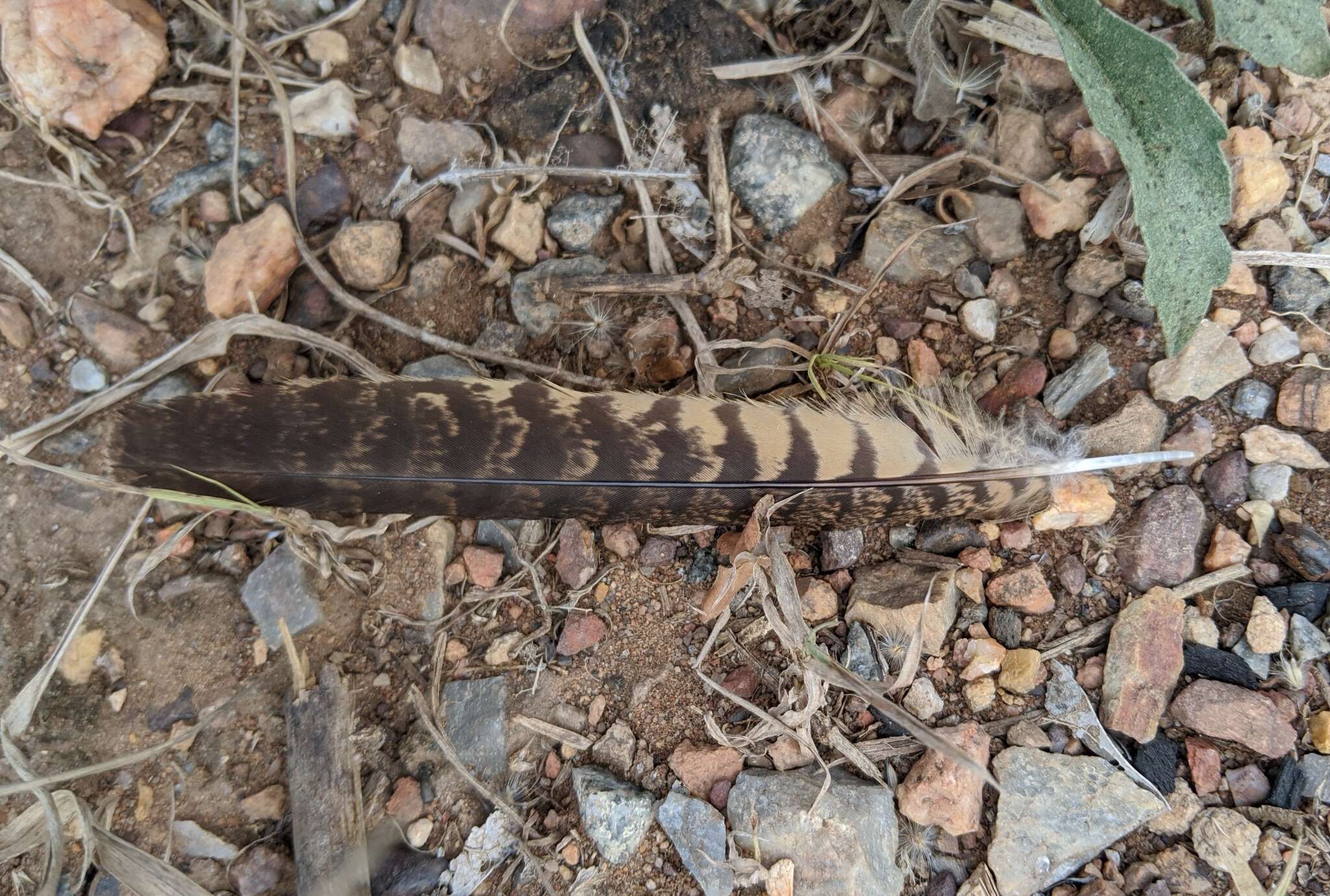 Image of Long-tailed Nightjar