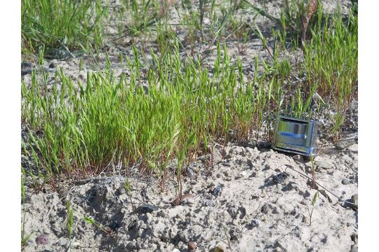 Image of small fescue