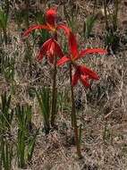 Image of Jacobean Lily