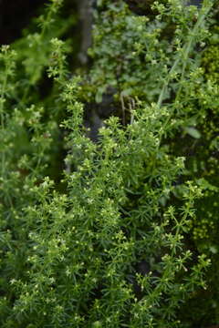 Image of Galium acutum Edgew.