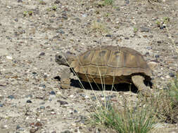 Image of Chilean Tortoise