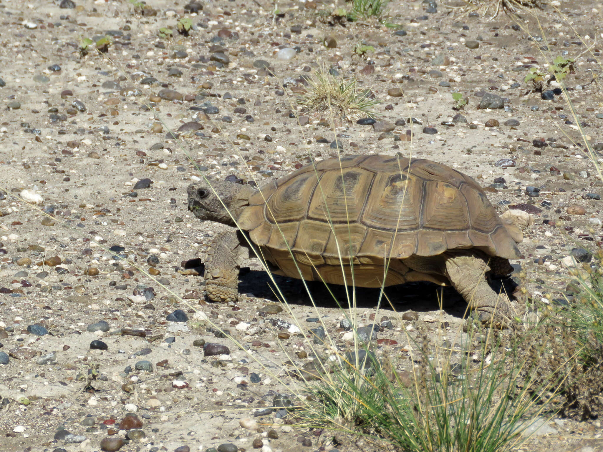 Слика од Chelonoidis chilensis (Gray 1870)