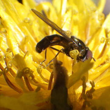 Image of Platycheirus obscurus (Say 1824)