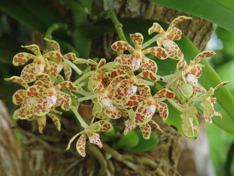 Trichoglottis luchuensis (Rolfe) Garay & H. R. Sweet resmi