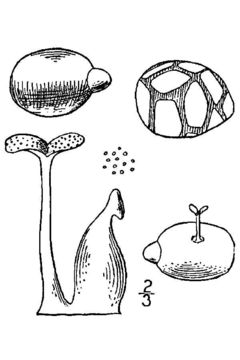 Image of Columbian watermeal