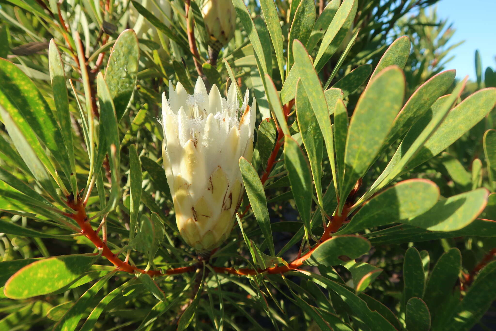 Image de Protea repens (L.) L.